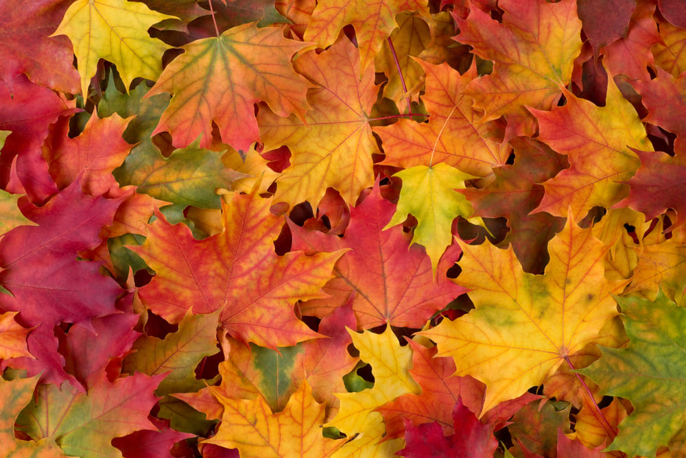 Fallen Leaves