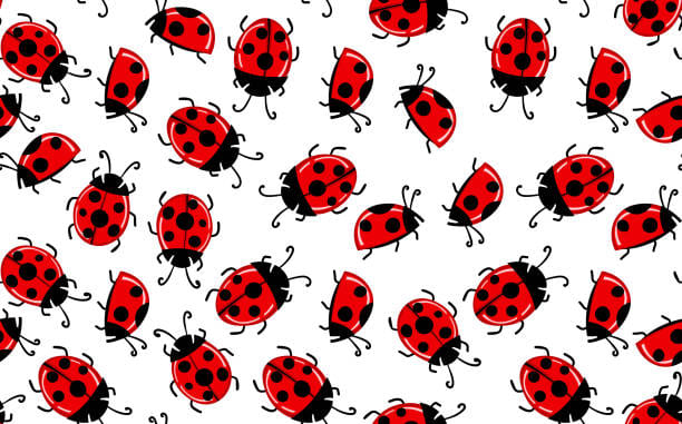 Ladybuggin