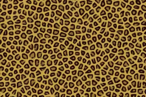 Leopard Print